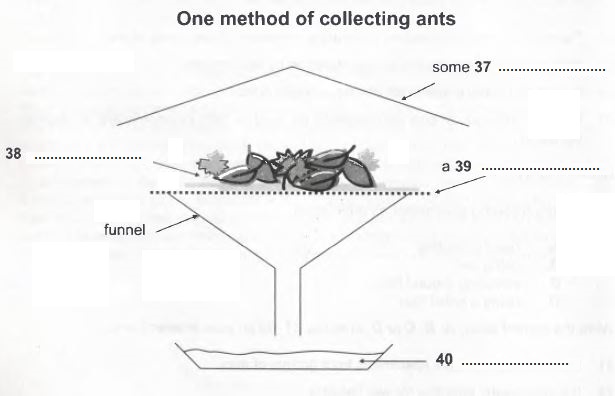 collecting ant specimens