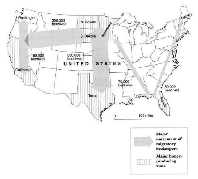 ielts reading - migratory beekeeping